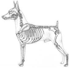 toy fox terrier skeleton